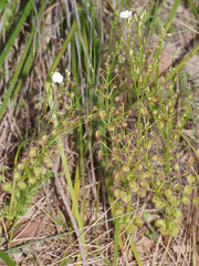 Drosera porrecta