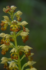 Orchis punctulata