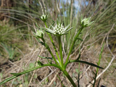 Eryngium pinnatifidum