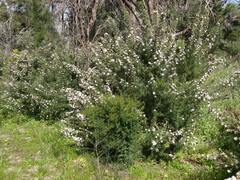 Grevillea crithmifolia