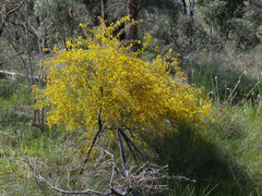 Acacia cochlearis