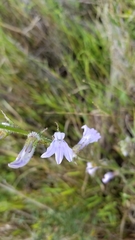 Lobelia