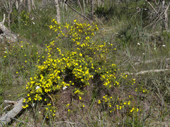 Hibbertia hypericoides