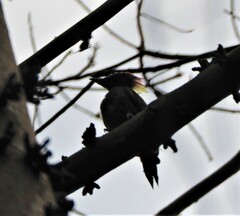 Chrysophlegma miniaceum