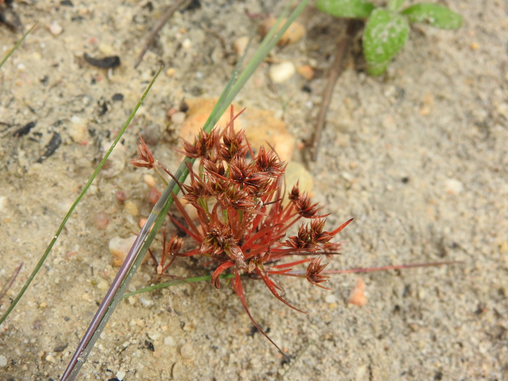 Leafybract dwarf rush (Juncus capitatus)