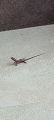 Eutropis carinata