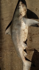 Carcharhinus