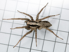 Alopecosa latifasciata