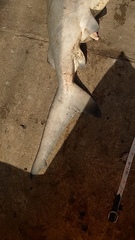 Carcharhinus
