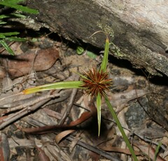 Cyperus congestus