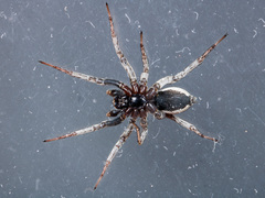 Alopecosa latifasciata