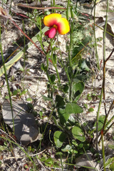 Isotropis cuneifolia