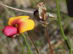 Isotropis cuneifolia