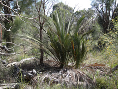 Macrozamia fraseri
