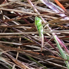Conocephalus bilineatus