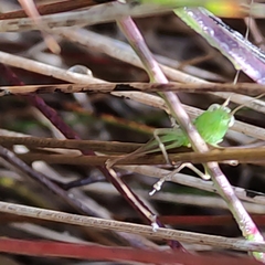 Conocephalus bilineatus