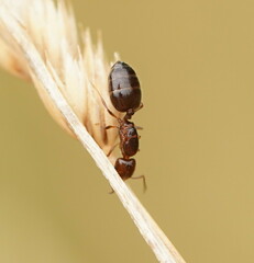 Crematogaster