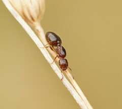 Crematogaster