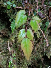 Astilbe longicarpa