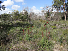 Anigozanthos manglesii