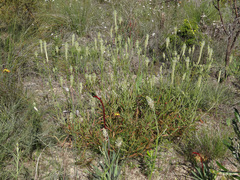 Ptilotus polystachyus