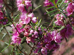 Hypocalymma robustum