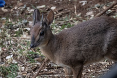 Nesotragus moschatus