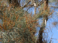 Allocasuarina fraseriana