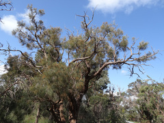 Allocasuarina fraseriana