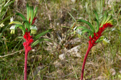 Anigozanthos manglesii