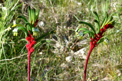 Anigozanthos manglesii