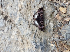 Noctuana lactifera