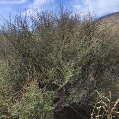 Olearia bullata