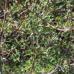 Olearia bullata