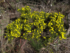 Hibbertia hypericoides