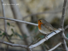 Erithacus rubecula