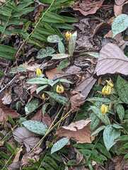 Erythronium americanum