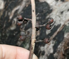 Eucalyptus piperita