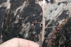 Eucalyptus piperita