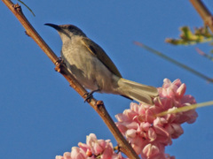 Gliciphila melanops