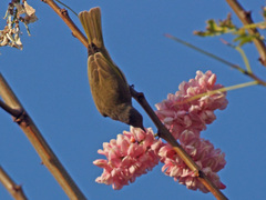 Gliciphila melanops
