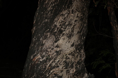 Eucalyptus piperita
