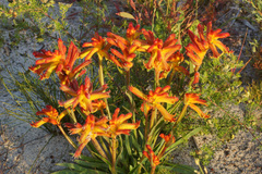 Anigozanthos humilis humilis