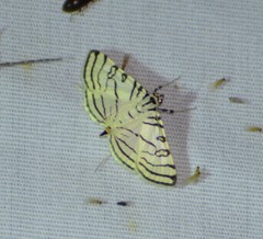Conchylodes concinnalis