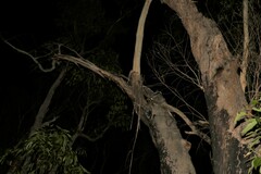 Eucalyptus piperita