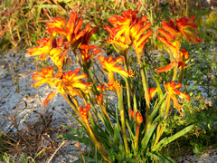 Anigozanthos humilis humilis