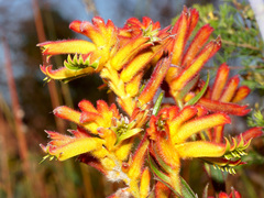 Anigozanthos humilis humilis