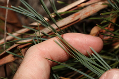 Lomandra glauca