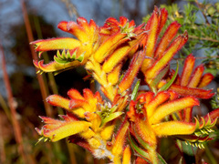 Anigozanthos humilis humilis