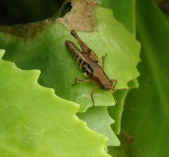 Phaulacridium vittatum